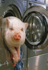 lavage-porc.jpg