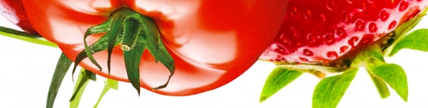 tomate fraise.jpg