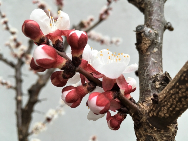 fleurs abricot 8 mars 2019.jpg