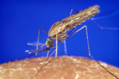 moustique malaria.png